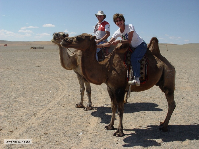 Camel Riding, Gobi Desert, Mongolia